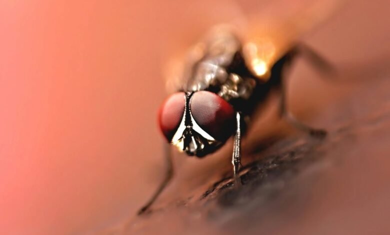 small indian nipple design