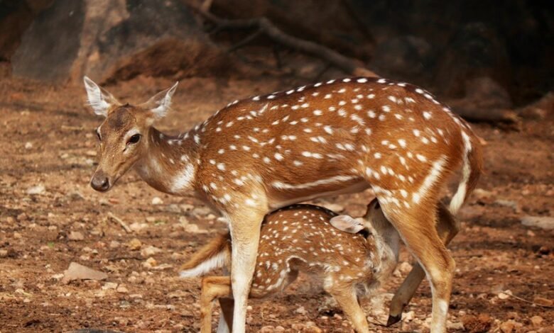 neural axis digital summit