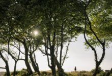 public lookup safety overview