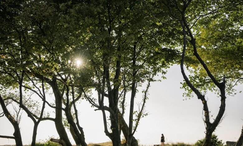 public lookup safety overview